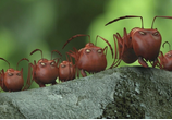 Мультфильм Букашки. Приключение в Долине муравьев / Minuscule - La vallée des fourmis perdues (2014) - cцена 3