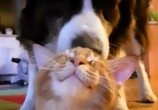 Сцена из фильма Лучшие друзья собаки / Dog's Best Friend (2019) Лучшие друзья собаки сцена 6
