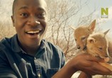 ТВ Удивительное семейство псовых / Dogs: An Amazing Animal Family (2017) - cцена 3