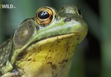 ТВ National Geographic: Лягушки на грани исчезновения / Frogs The Thin Green Line (2009) - cцена 1