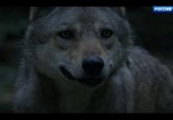 Сцена из фильма Путешествие волка / L'Odyssée du Loup (2019) Путешествие волка сцена 2
