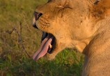 Сцена из фильма Людоеды дикой природы: Львы / Attack! Africa's maneaters - Lions (2001) Людоеды дикой природы: Львы сцена 12