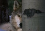 Сцена из фильма Discovery: Волки / Discovery: Wolves At Our Door (1997) 