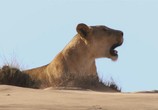 Сцена из фильма BBC: Живой мир (Мир природы): Львы пустыни / Natural World: Desert Lions (2007) BBC: Живой мир (Мир природы): Львы пустыни сцена 9