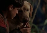 Сцена из фильма Далеко от дома: Приключения желтого пса / Far from Home: The Adventures of Yellow Dog (1995) Далеко от дома: Приключения желтого пса сцена 10