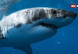 Сцена из фильма История белой акулы / Rise of the Great White Shark (2017) История белой акулы сцена 10