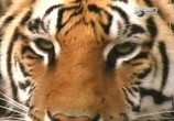 Сцена из фильма Жизнь с Тиграми / Living with Tigers (2003) Жизнь с Тиграми сцена 3