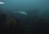ТВ Морские котики-убийцы / Killer seals (2017) - cцена 2