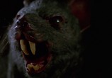 Сцена из фильма Крысы / Deadly Eyes (1982) Крысы сцена 3