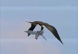ТВ BBC: Наедине с природой: Дурное поведение птиц / Birds behaving Badly (2004) - cцена 2