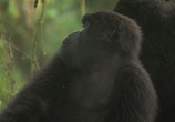 Сцена из фильма BBC: Горная горилла / BBC: Mountain Gorilla (2010) BBC: Горная горилла сцена 9