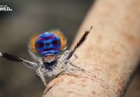 Сцена из фильма National Geographic: Дом пауков / The Amazing Spider House (2015) National Geographic: Дом пауков сцена 2