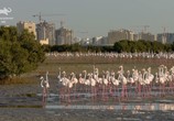 ТВ Животный мир Дубая / Wild Dubai (2018) - cцена 6