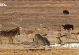 ТВ Намибия - убежище гигантов / Namibia, Sanctuary of Giants (2016) - cцена 1