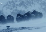 Сцена из фильма Дикая Лапландия / Wild Lapland (2019) Дикая Лапландия сцена 13