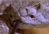 Сцена из фильма Discovery: Идеальный путеводитель. Змеи / Discovery: Ultimate Guide: Snakes (1999) Discovery: Идеальный путеводитель. Змеи сцена 4