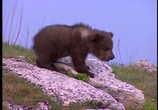 ТВ Истории о зверятах: Медвежата. Почти медведи (2001) - cцена 2