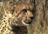ТВ Царство гепардов / Cheetah Kingdom (2010) - cцена 3