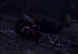 Сцена из фильма Тысячелетний жук / The Millennium Bug (2011) Тысячелетний жук сцена 6