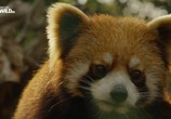 ТВ Дикая природа Китая. Удивительные животные / China's wild side (2017) - cцена 2