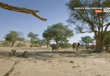 Сцена из фильма Дикие просторы Африки / Africa's Wild Horizons (2015) Дикие просторы Африки сцена 5