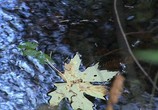 Сцена из фильма Живые Пейзажи: Осень в Новой Англии / Living Landscapes: Fall in New England (2007) 
