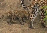 Сцена из фильма Царство леопардов / Leopard Kingdom (2018) Царство леопардов сцена 1