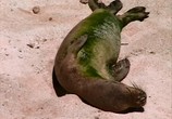 Сцена из фильма Гавайские тюлени-монахи: Выживающий рай / Hawaiian monk seals: Surviving paradise (2004) 