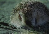 Сцена из фильма BBC: Жизнь млекопитающих / The Life of Mammals (2002) BBC: Жизнь млекопитающих сцена 4