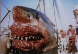 Сцена из фильма BBC: Большая белая акула / BBC: Great White Shark (1995) BBC: Большая белая акула сцена 2
