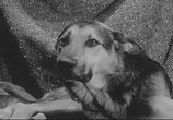 Сцена из фильма Пёс / Le Chien (1962) 