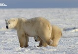Сцена из фильма Нашествие полярных медведей / Polar bear invasion (2016) Нашествие полярных медведей сцена 2