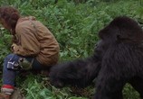 Фильм Гориллы в тумане: История Дайан Фосси / Gorillas in the Mist: The Story of Dian Fossey (1988) - cцена 3