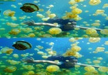 Сцена из фильма Последний риф 3D / The Last Reef 3D (2012) Последний риф 3D сцена 20