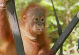 Сцена из фильма Спасти орангутана / Red Ape. Saving the Orangutan (2018) Спасти орангутана сцена 4