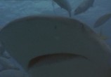 Сцена из фильма Кровавый серфинг / Krocodylus (2000) Кровавый серфинг сцена 5