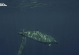 Сцена из фильма Глубоководные киты / Whales of the deep (2017) Глубоководные киты сцена 4