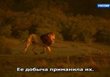 Сцена из фильма Серенгети / Serengeti (2019) Серенгети сцена 6