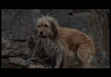 Сцена из фильма Погоня за Бенджи / Benji The Hunted (1987) Бенджи потерялся сцена 6