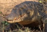 Сцена из фильма Людоеды дикой природы: крокодилы / Attack! Africa's maneaters - Crocodiles (2001) Людоеды дикой природы: крокодилы сцена 5