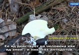 ТВ Неразгаданные тайны грибов (2019) - cцена 2