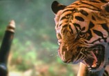 Сцена из фильма Легенда о тигрице / Tigress of King River (2002) Легенда о тигрице сцена 10