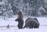 Сцена из фильма Волк против медведя / Wolf vs. Bear (2018) Волк против медведя сцена 6