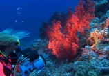 Сцена из фильма Секреты Большого Барьерного рифа / Secrets of the Great Barrier Reef (2007) Секреты Большого Барьерного рифа сцена 8