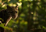 ТВ Индийский леопард / India's Wild Leopards (2019) - cцена 1