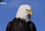 ТВ National Geographic: Белоголовый орлан / National Geographic: American Eagle (2009) - cцена 1