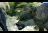 Сцена из фильма Путешествие волка / L'Odyssée du Loup (2019) Путешествие волка сцена 1