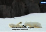 Сцена из фильма BBC. Снежные медведи / Snow Bears (2017) BBC. Снежные медведи сцена 5