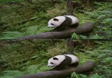 Сцена из фильма Панды: Путешествие домой / Pandas: The Journey Home (2014) Панды: Путешествие домой сцена 2
