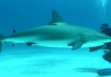 Сцена из фильма Акулы 3D: Властелины подводного мира / Sharks 3D: Kings of the Ocean (2013) Акулы 3D: Властелины подводного мира сцена 1